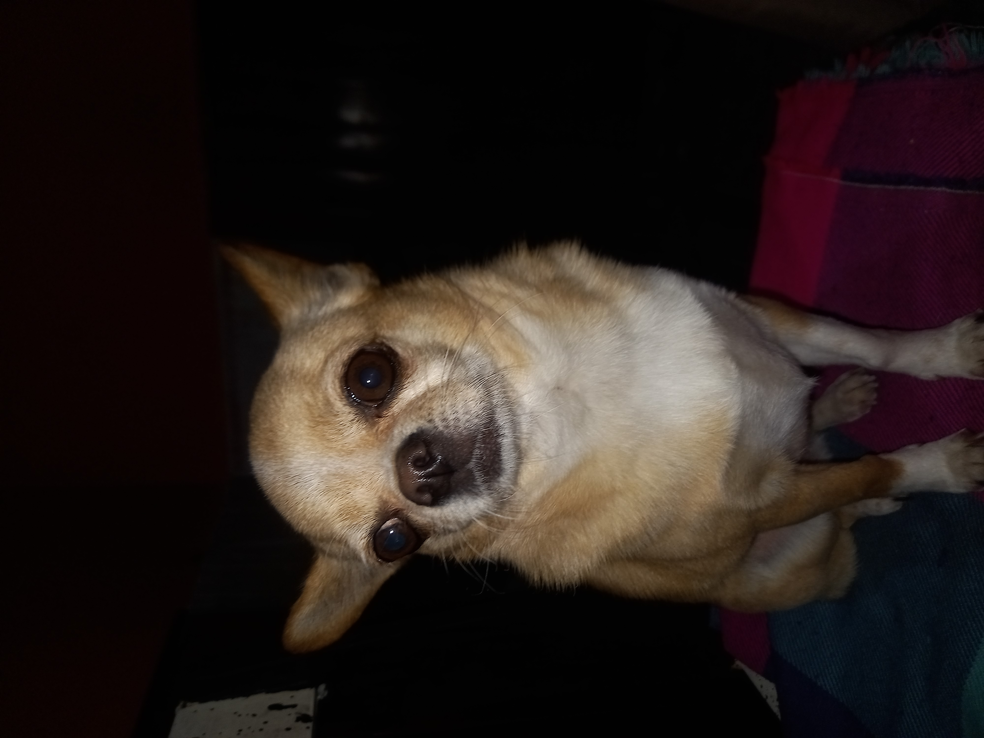 Marlem, chihuahua canela claro con pecho blanco de Buenos Aires