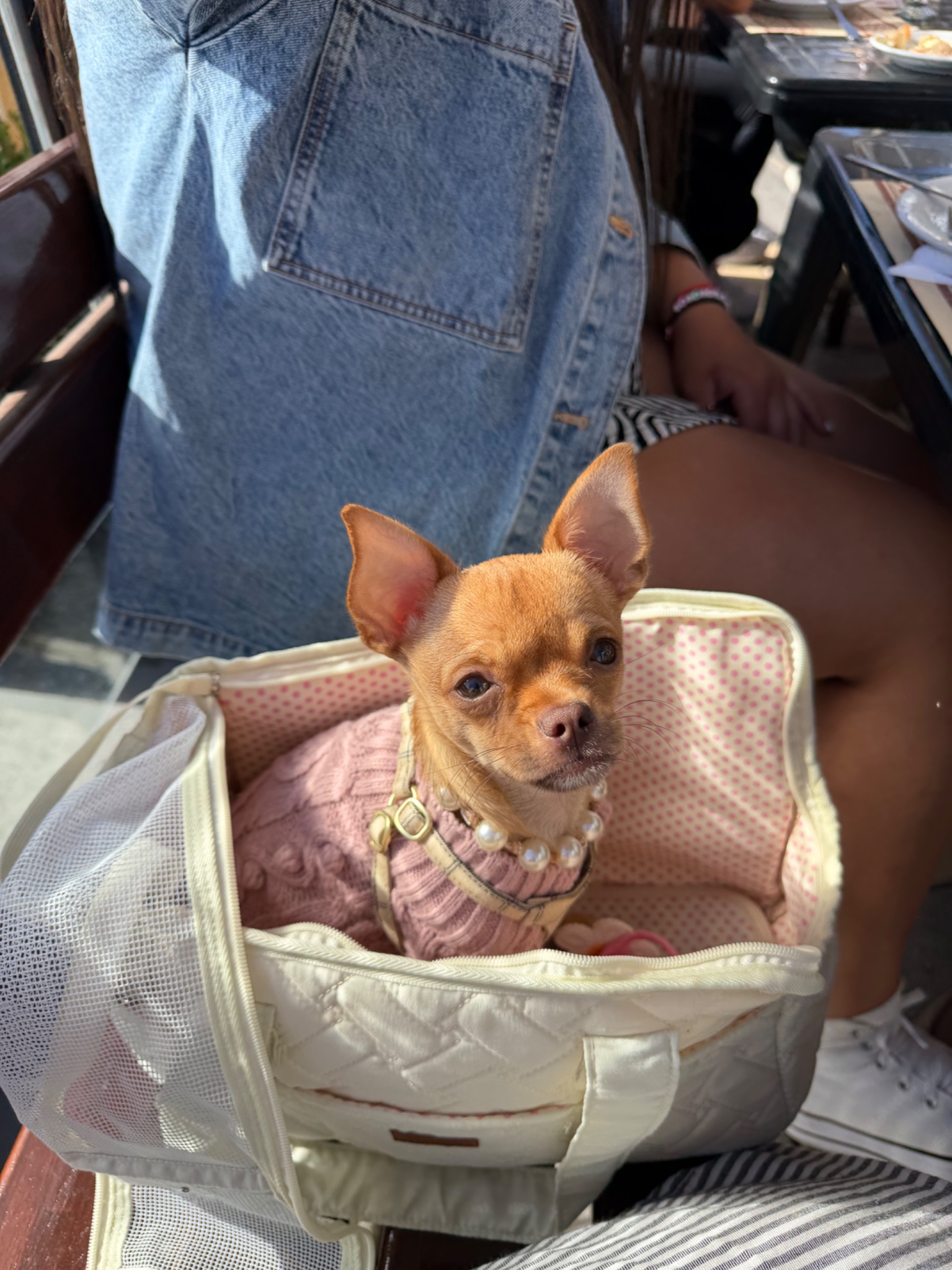 Olivia, chihuahua caramelo de Buenos Aires