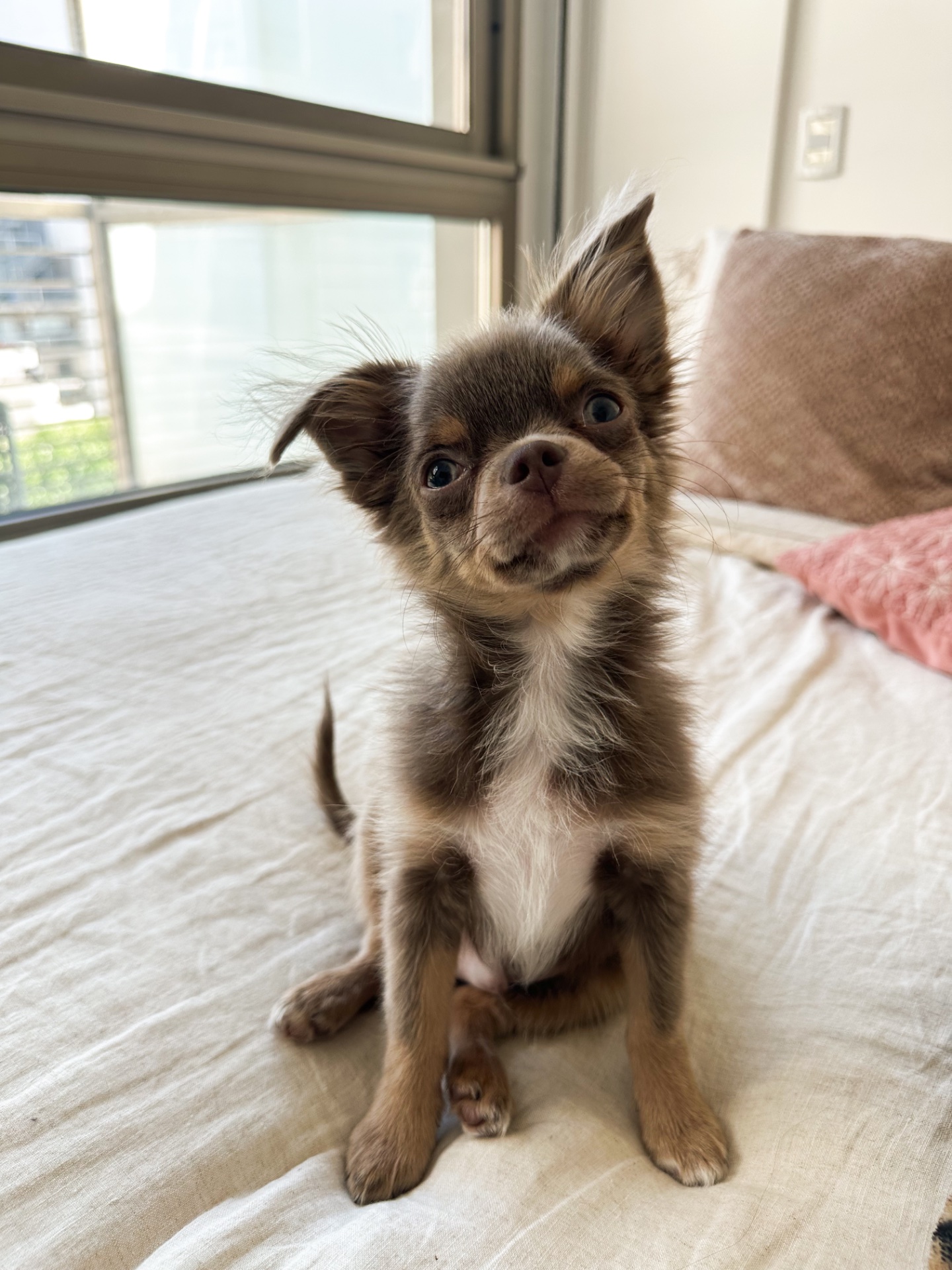 Poroto, chihuahua visón de pelo largo de Buenos Aires