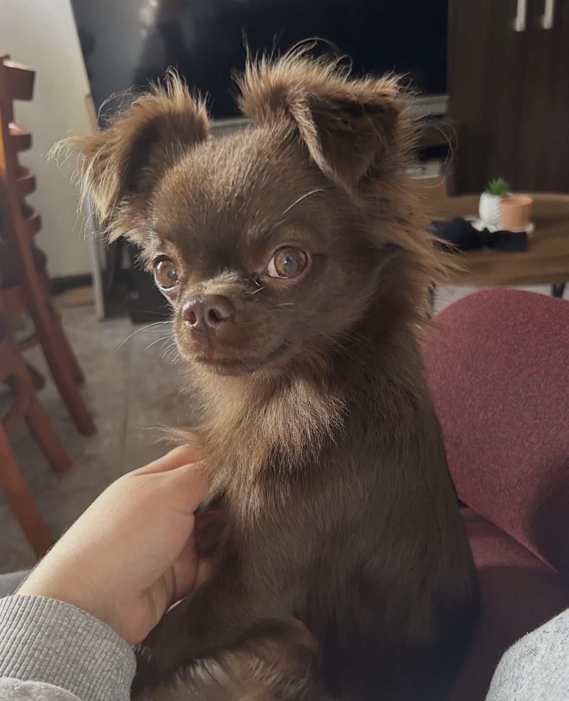Taco, foto 3