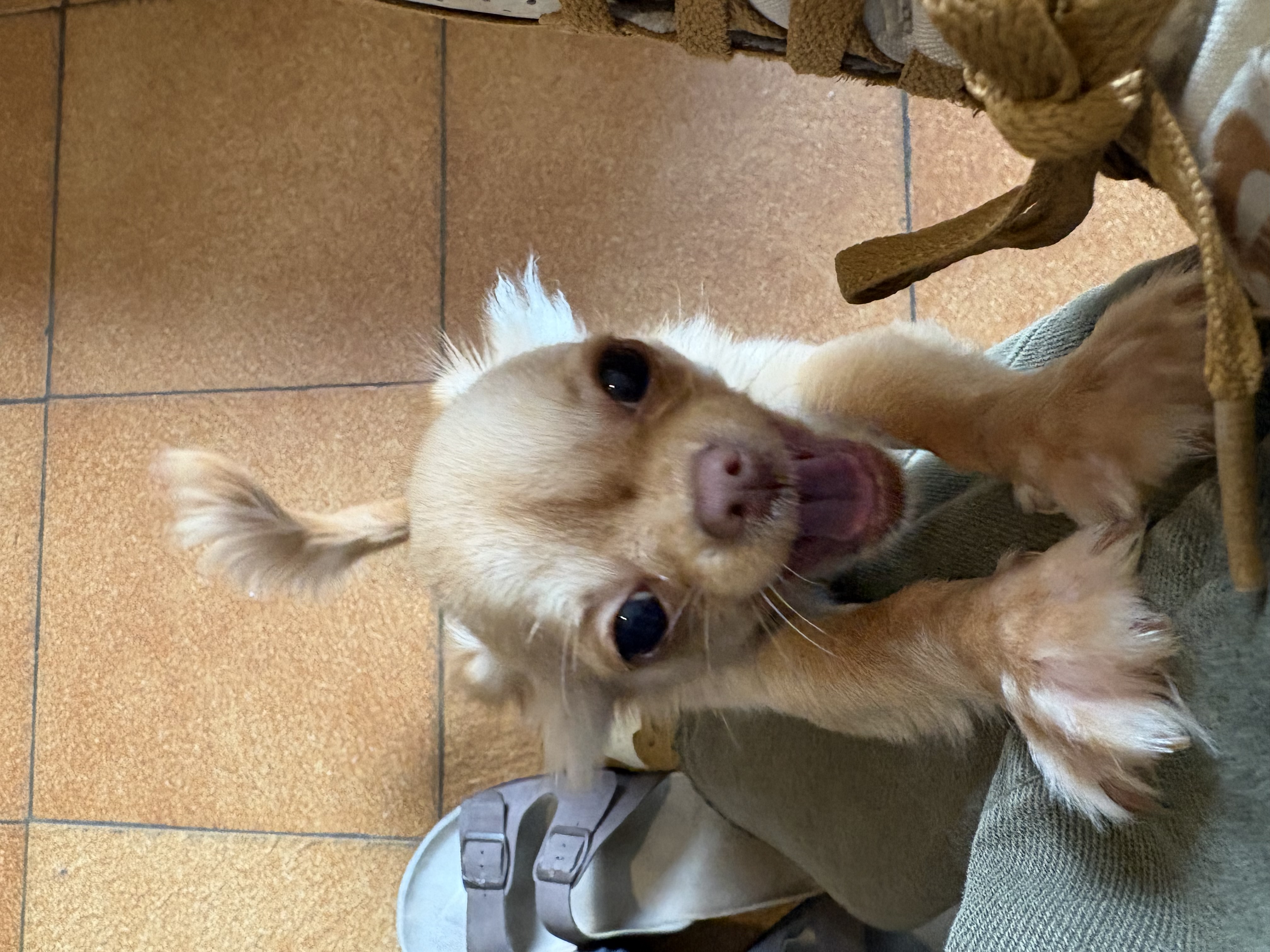 CAPI, chihuahua crema y caramelo de pelo largo de Montevideo