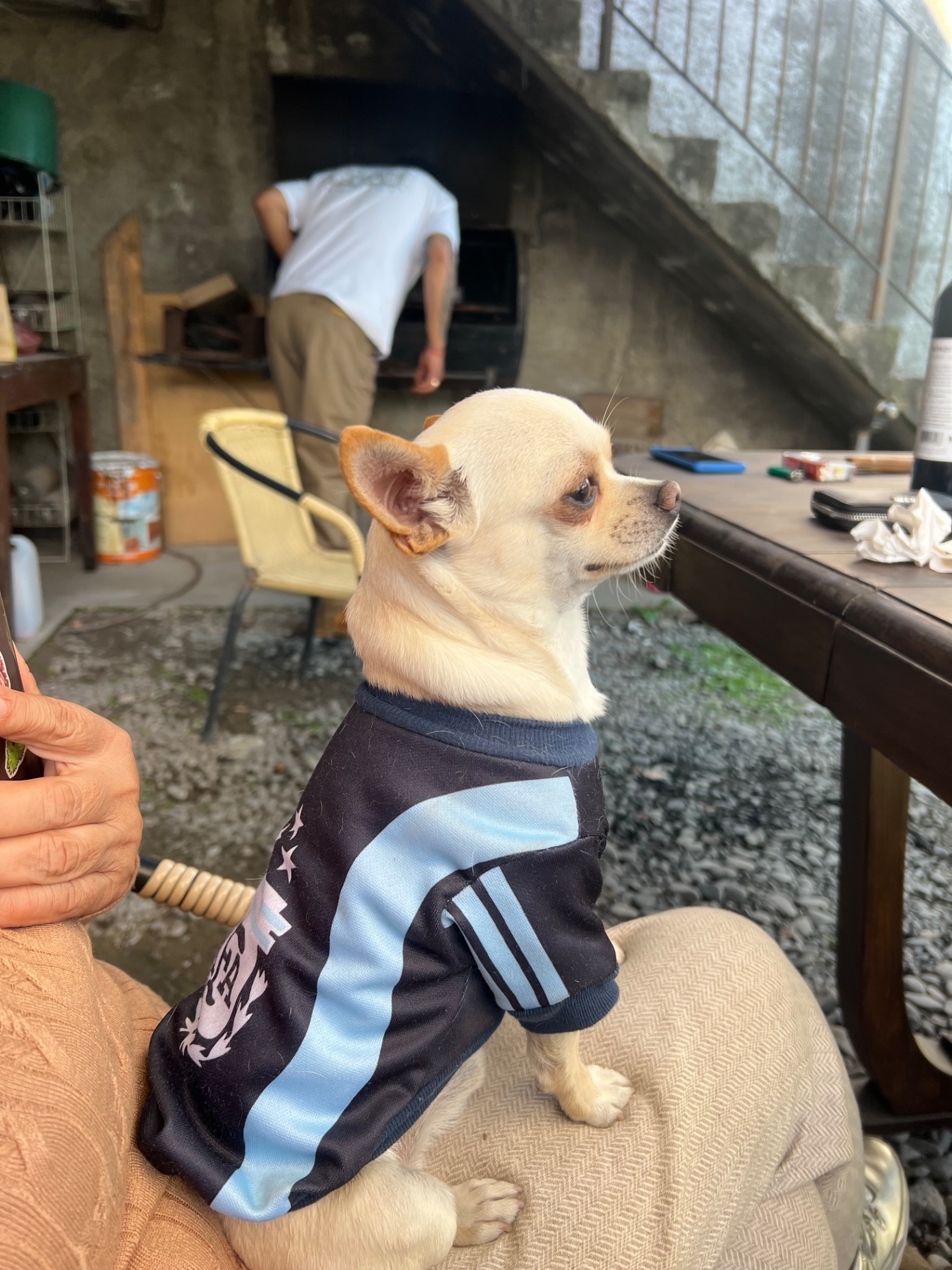 Gio, chihuahua cremita con manchitas de Salta