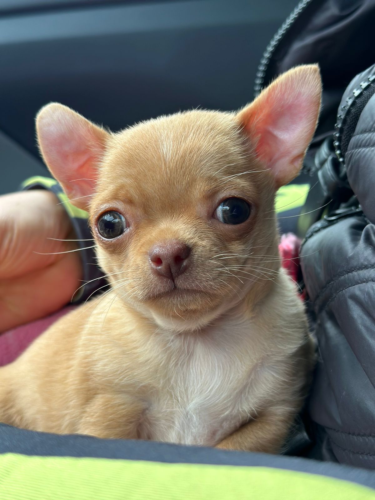 Rufi, chihuahua caramelo de Río Negro