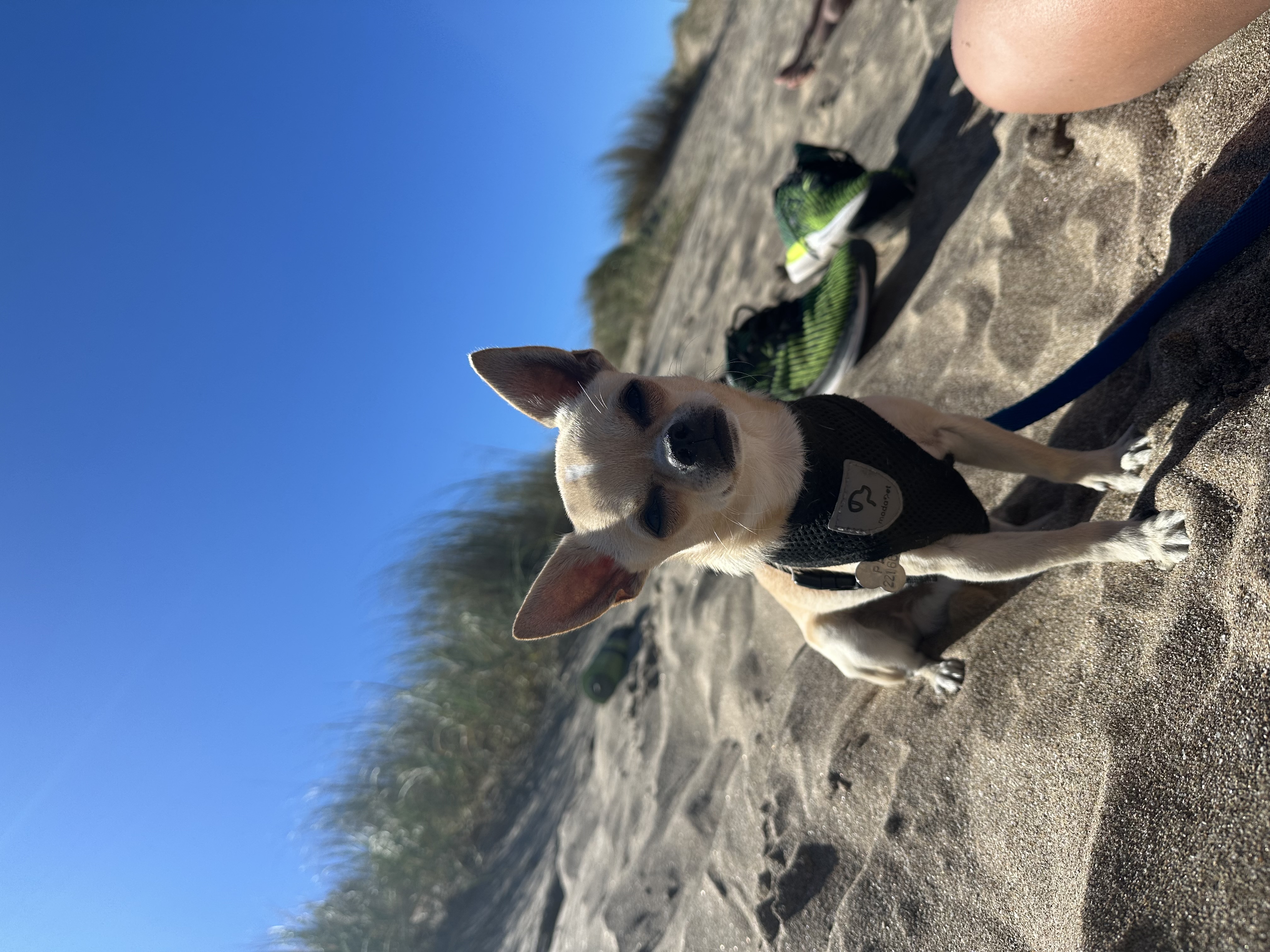 Pancho, chihuahua café con leche de La Plata