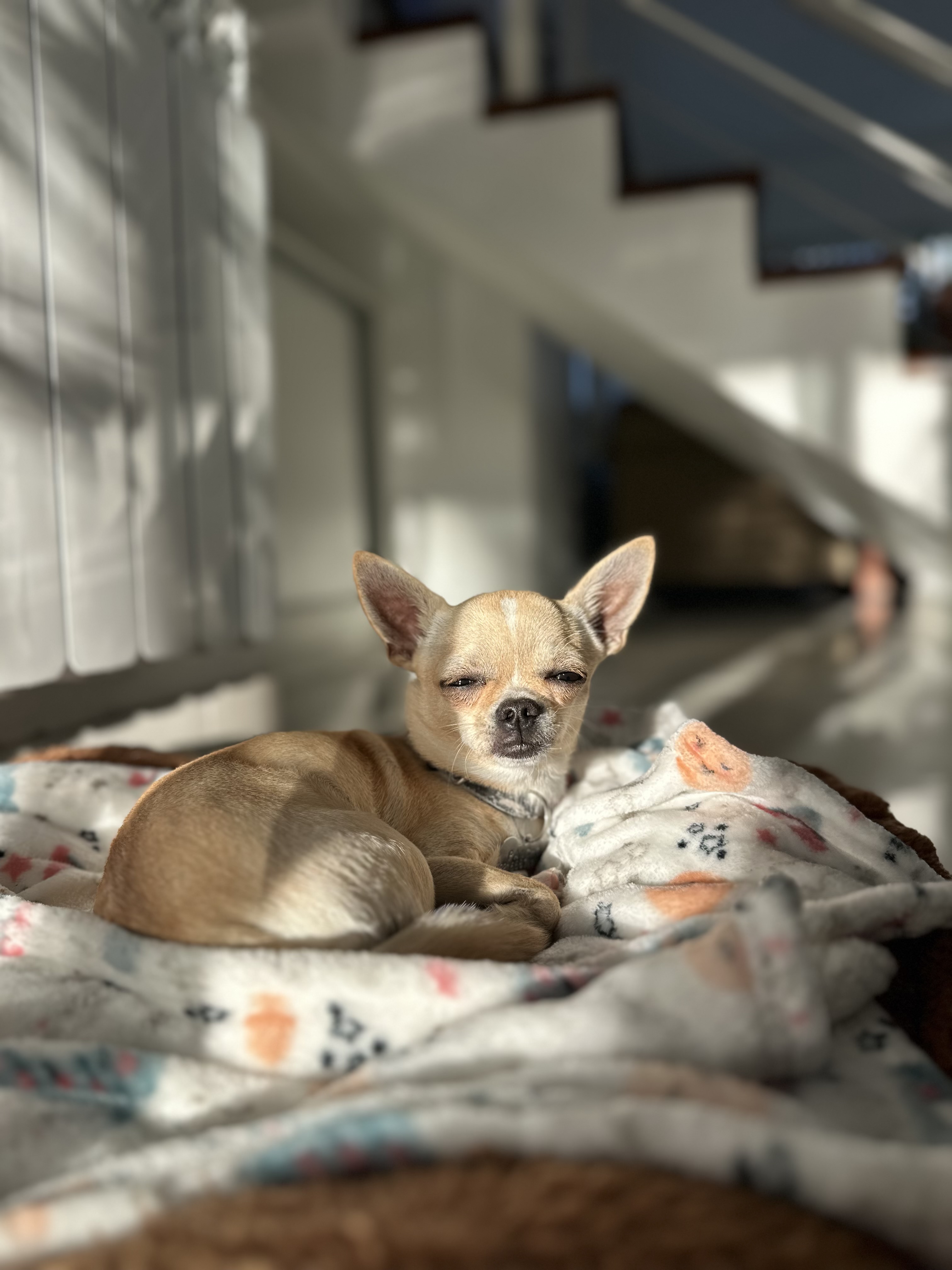 Pancho, foto 2