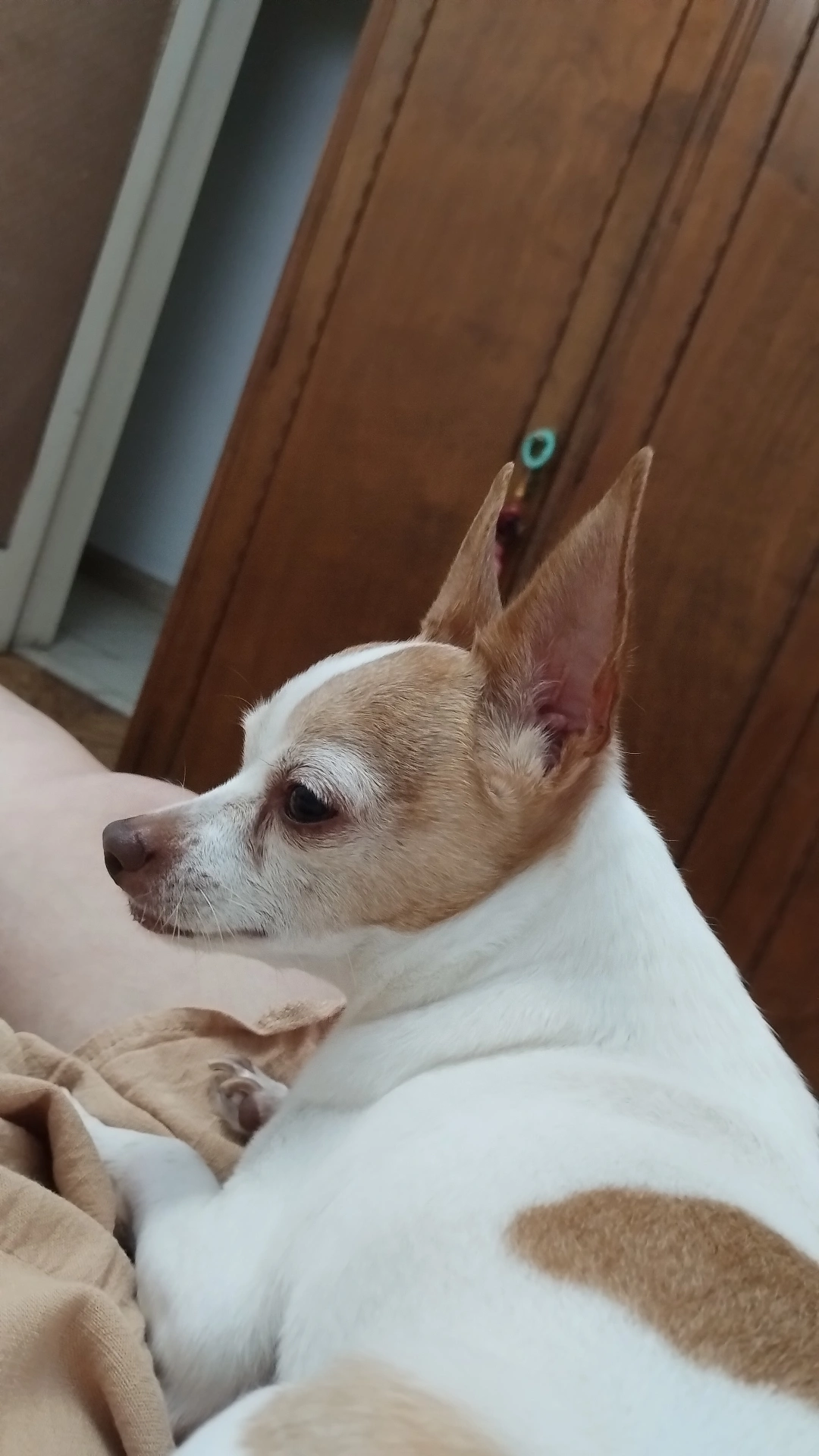 Ibrahim, chihuahua marrón y blanco de Azul