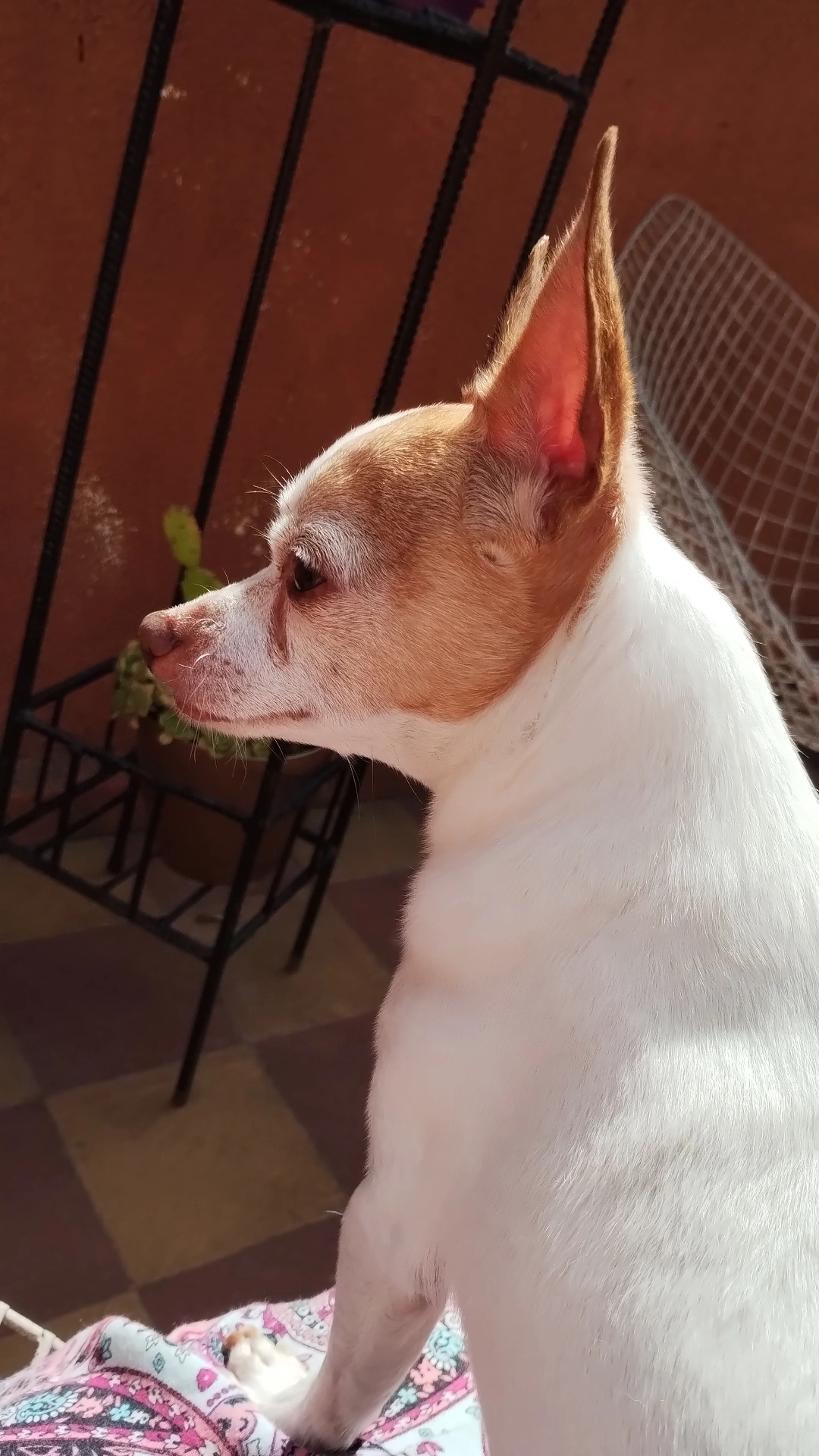 Ibrahim, foto 2