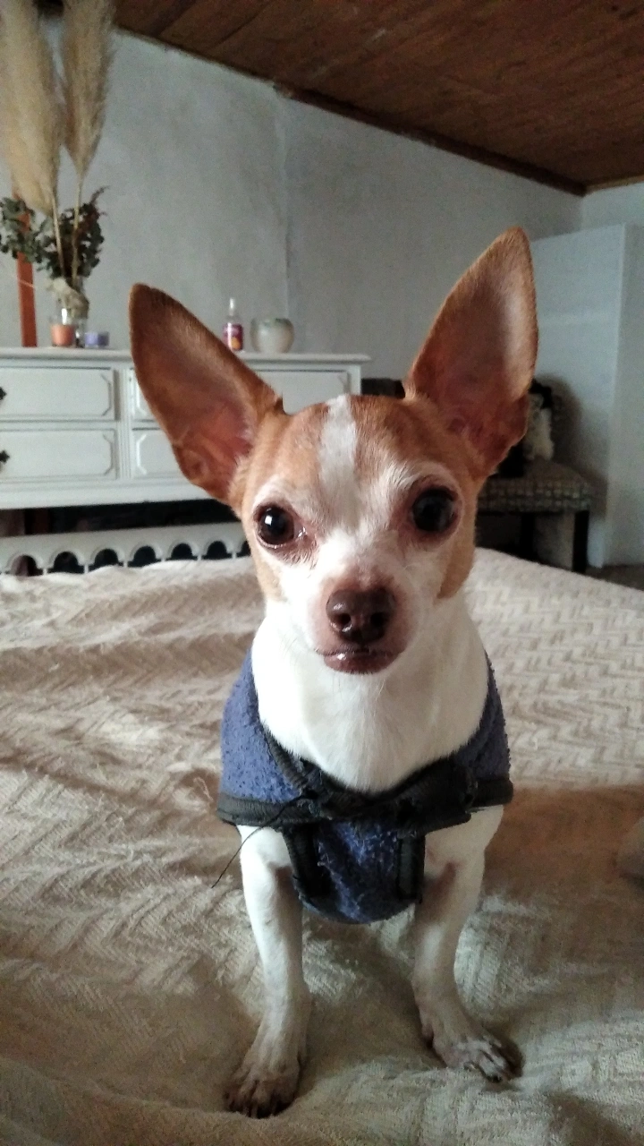 Ibrahim, foto 3