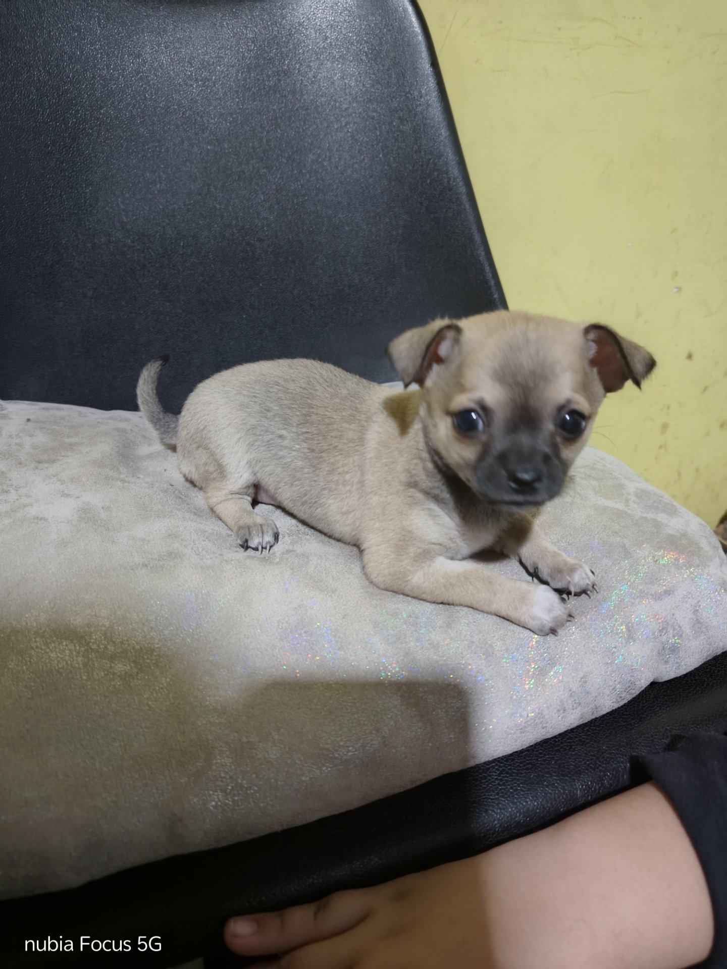 Sasy, chihuahua caramelo con máscara negra de Cipolletti