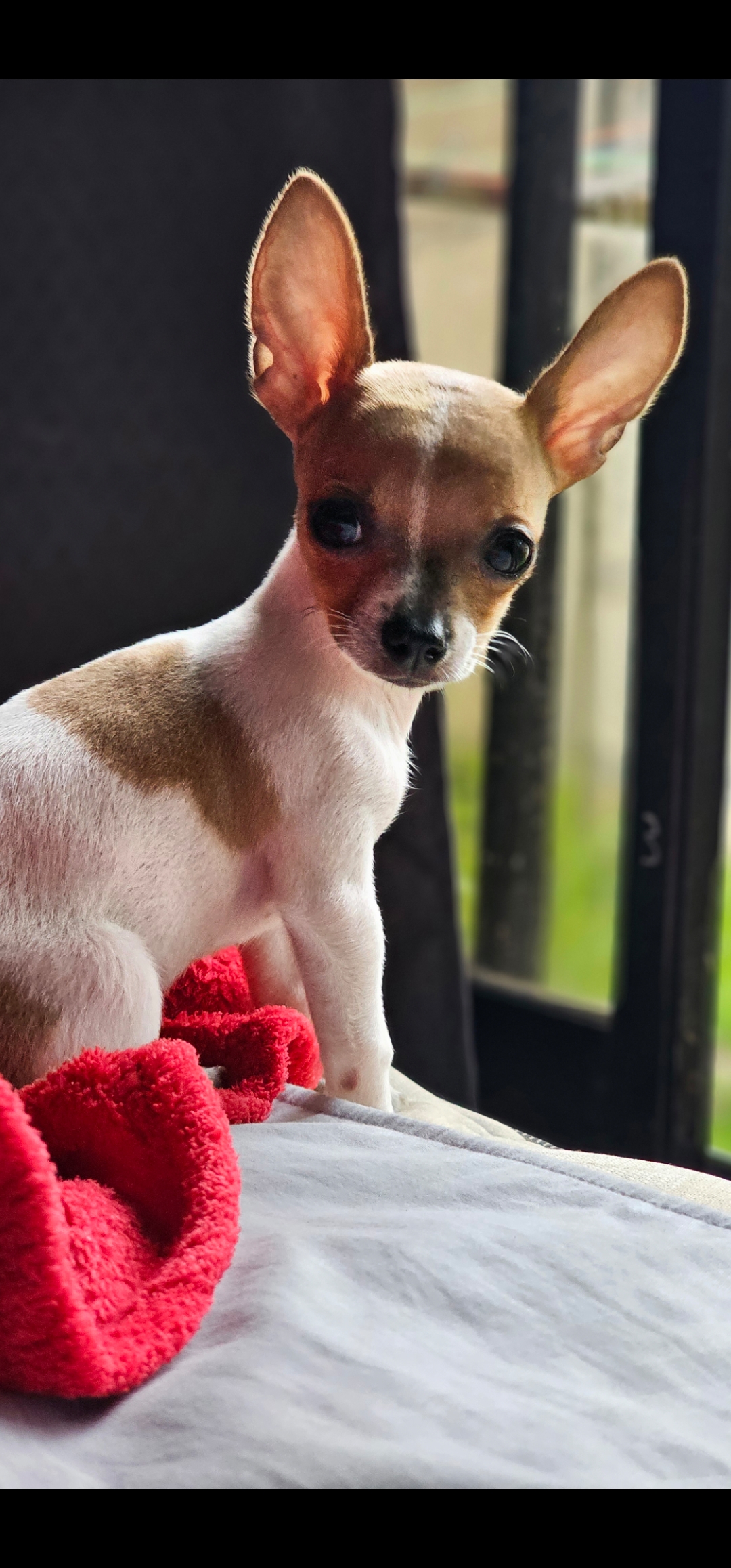 Bilbo, cachorro chihuahua blanco con manchas de Puntarenas, Costa Rica