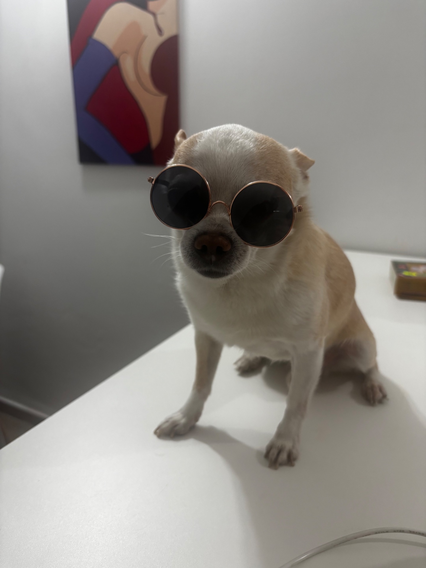 Milo, chihuahua blanco con crema, cabeza de venado, pelo corto