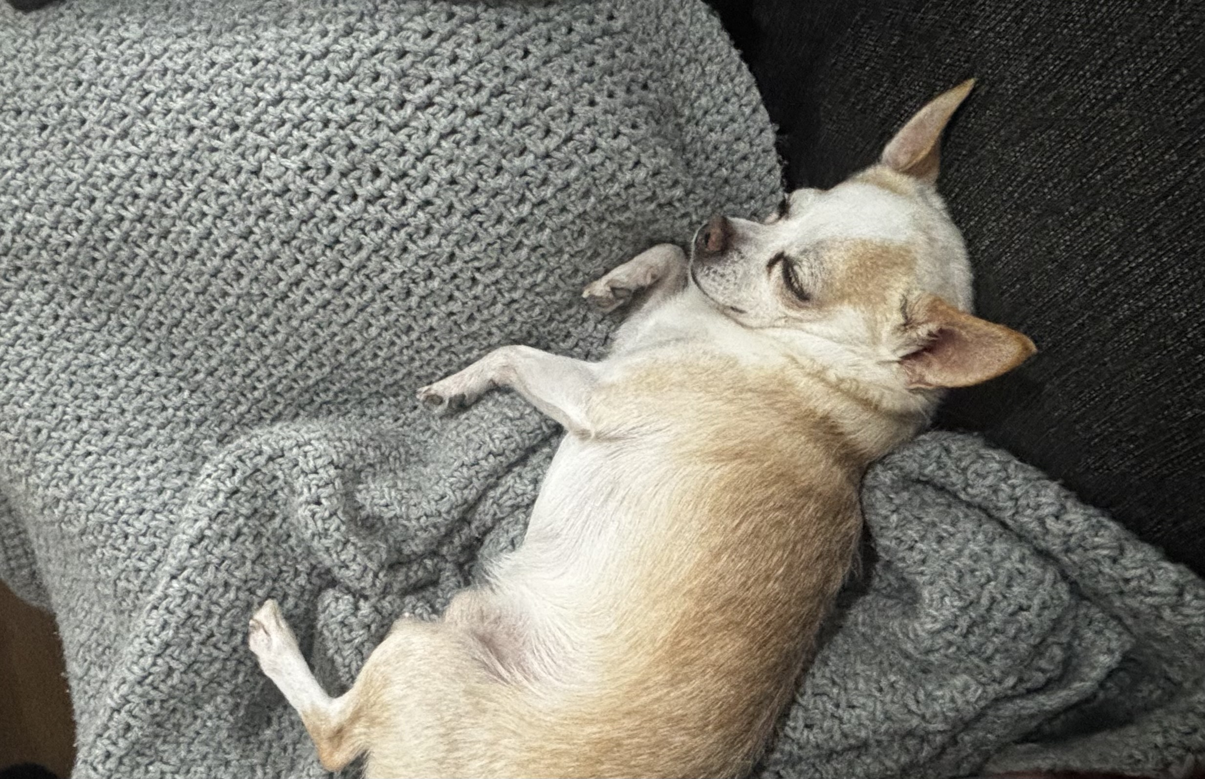 Milo, chihuahua de Zárate, mirando a cámara