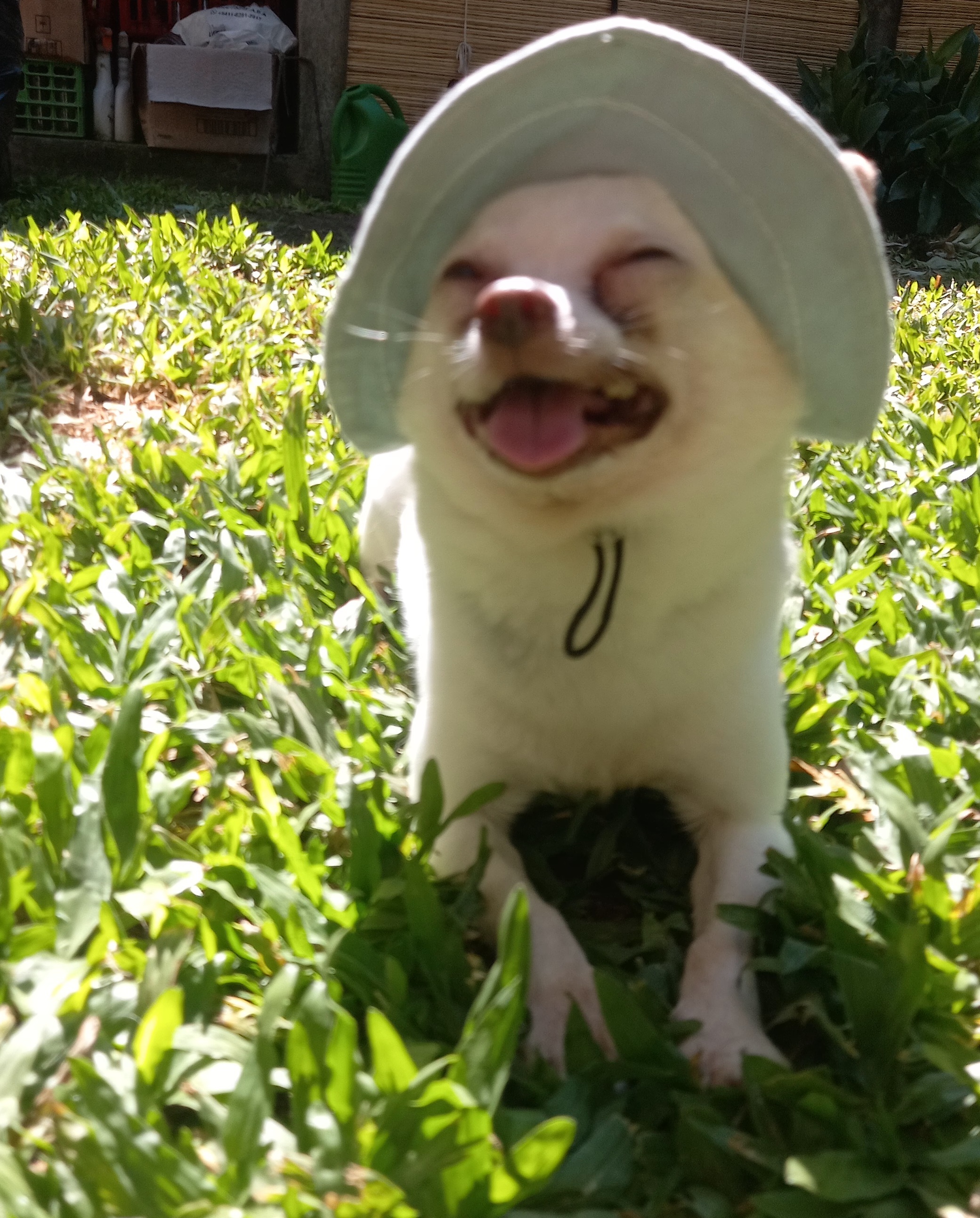 Chiwi, chihuahua crudo con manchitas beige, cabeza de manzana, pelo corto