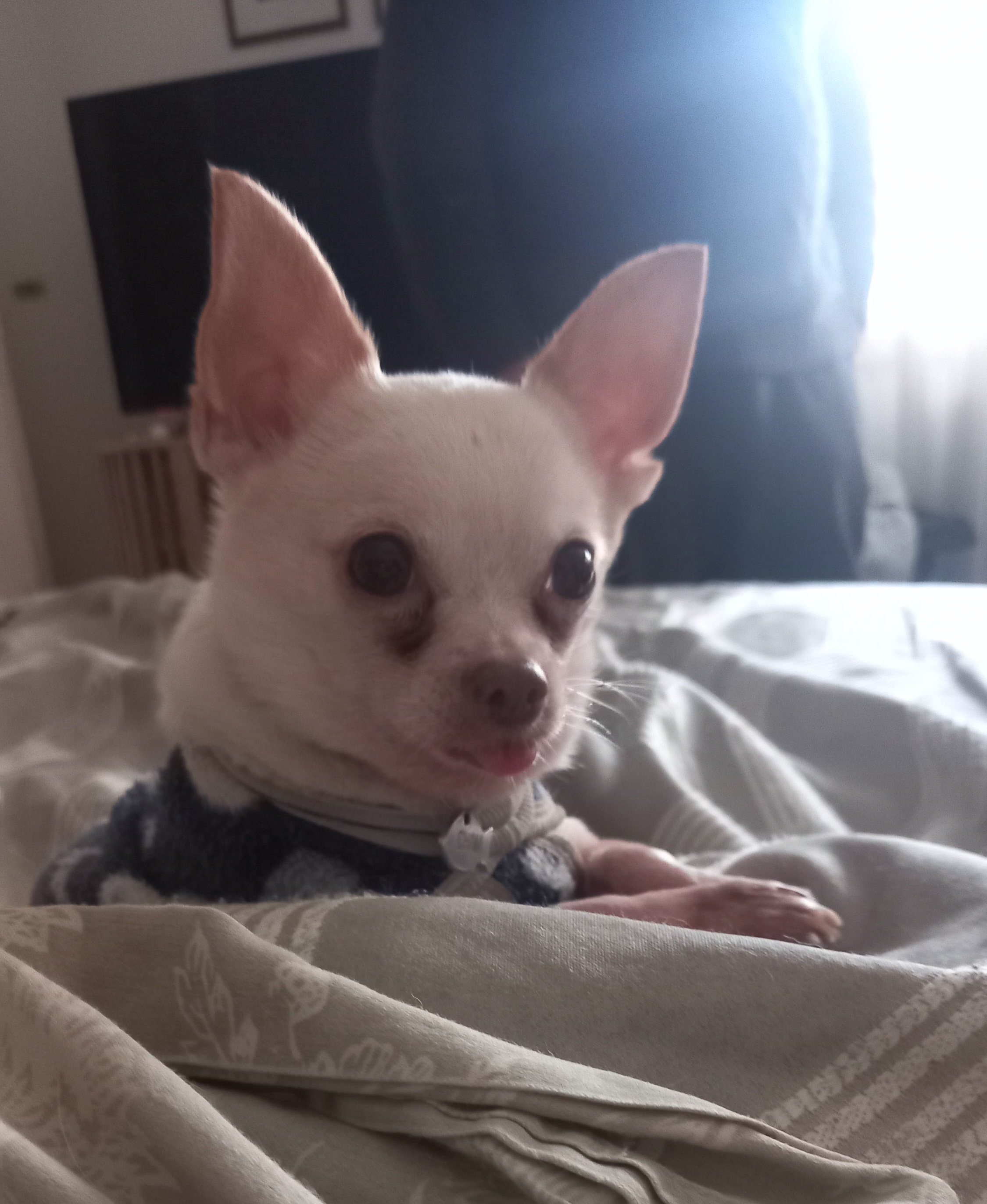 Chiwi, chihuahua de Vicente López, mirando a cámara