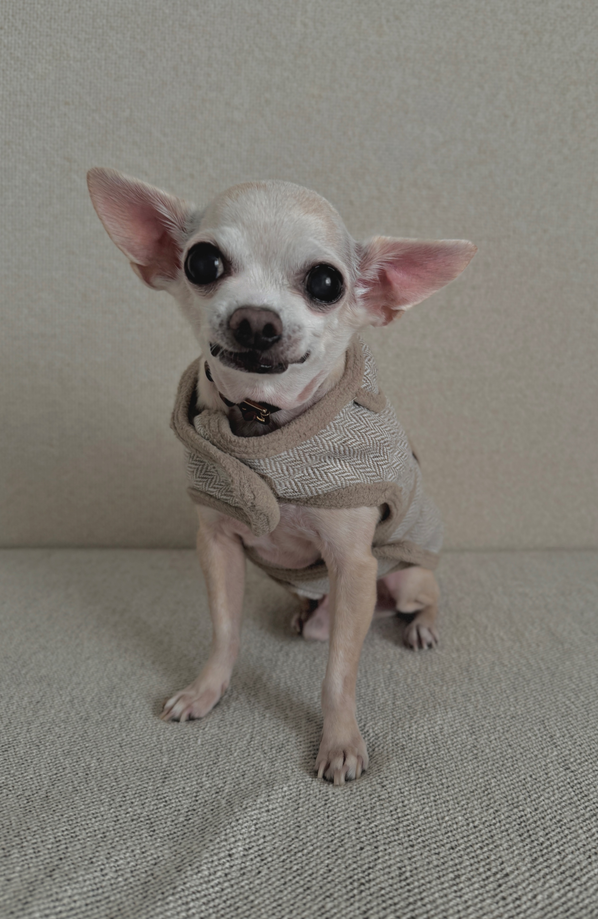 Lucky, chihuahua crema, cabeza de manzana, pelo corto