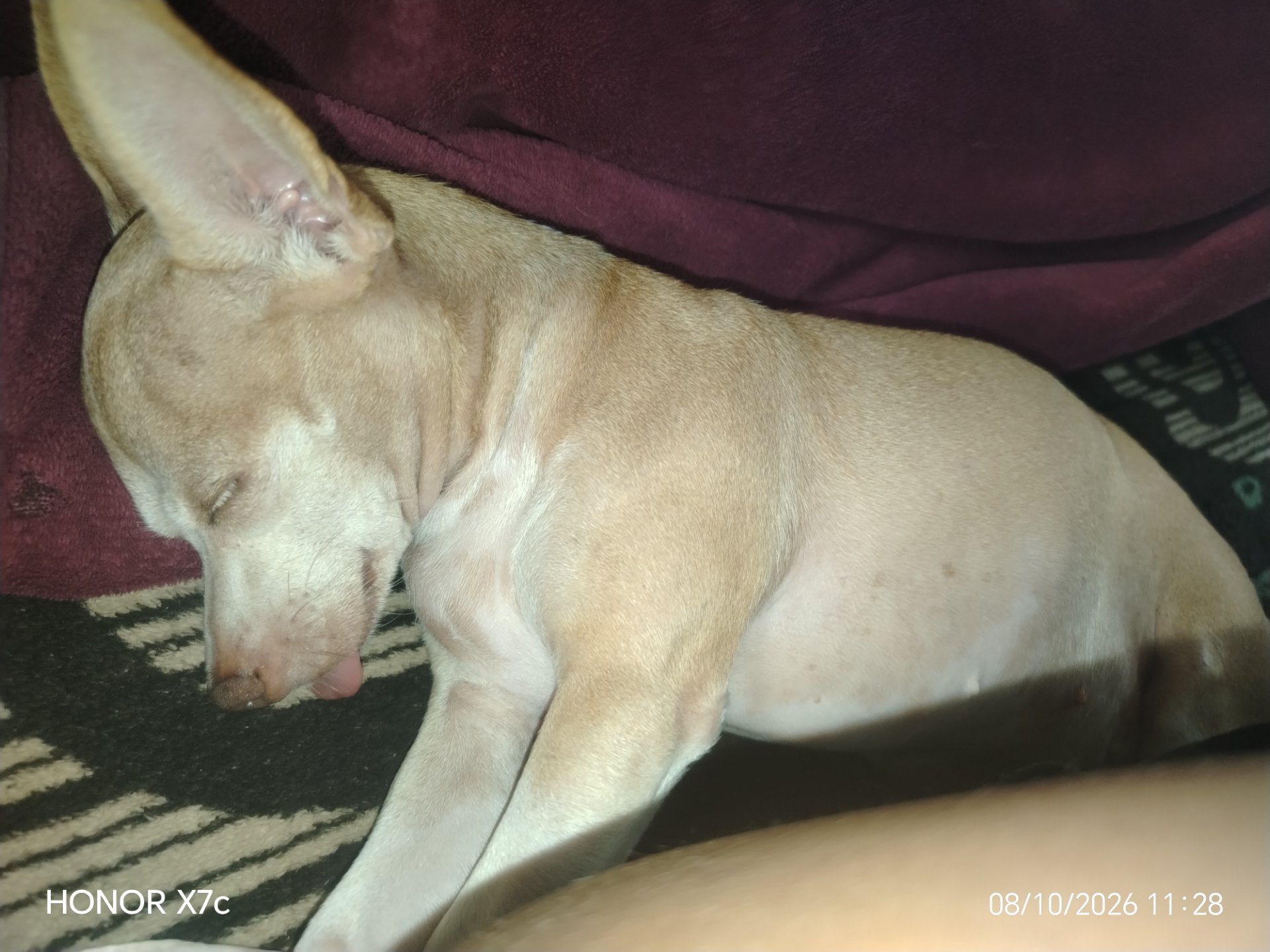 Tilina, chihuahua crema, cabeza de venado, pelo corto