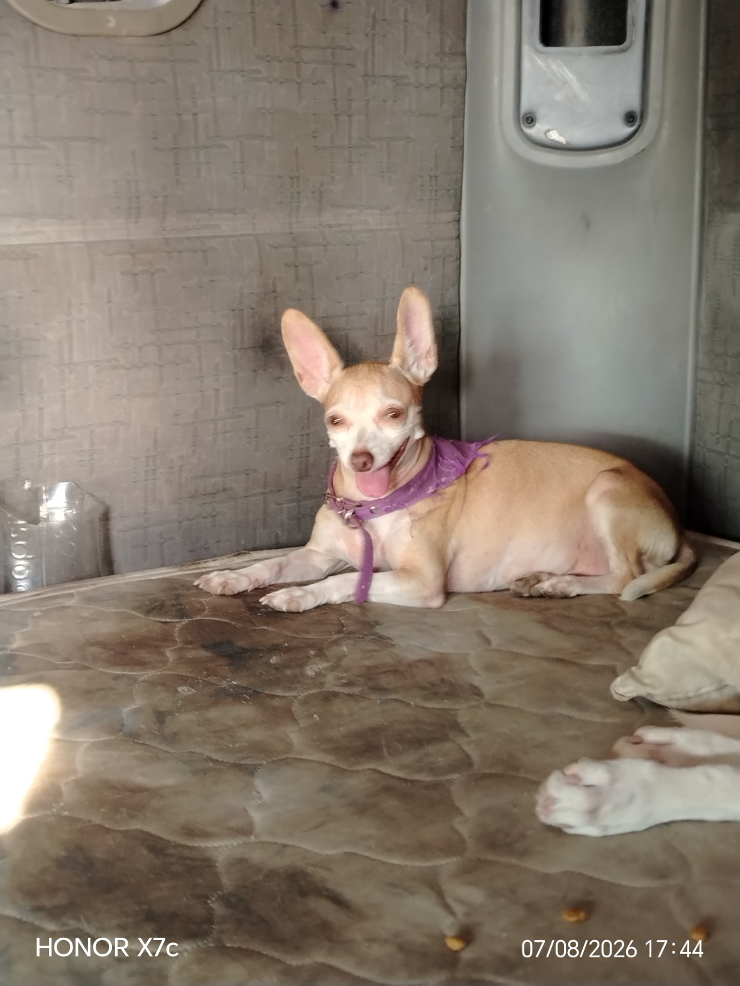 Tilina, chihuahua de Tabasco, mirando a cámara